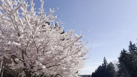 Windblown cherry blossoms in bloom 스톡 동영상 333103822