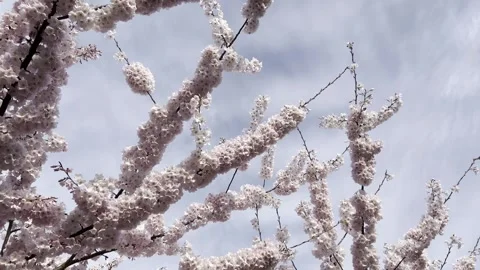 Windblown cherry blossoms Video stock 333103772