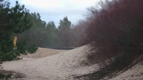 Windblown Coastal Sand Drifting Through Pine Dunes Stock Footage 330883437