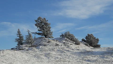 Windblown conifer trees under blue sky with hoar frost, grasslands, 4k Stock Footage 293962315
