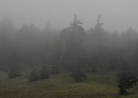 Windblown Evergreens Foto stock