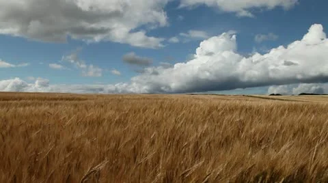 Windblown field of barley Stock Footage
