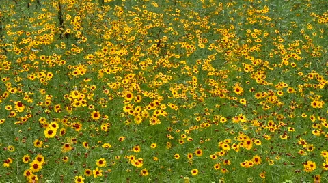 Windblown Flowers Stock Footage 769840