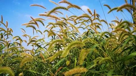 Windblown Foxtail Grass Swaying Gently in a Sunny Meadow Under a Clear Blue Sky Stock Footage 342209669