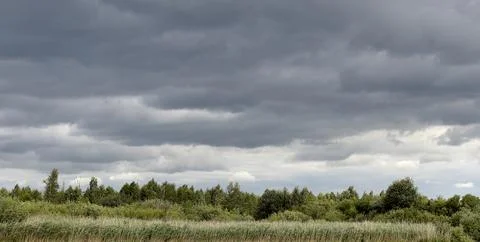 Windblown grass and shrubs under a dark cloudy sky. Natural meadow edge with Stock Photos