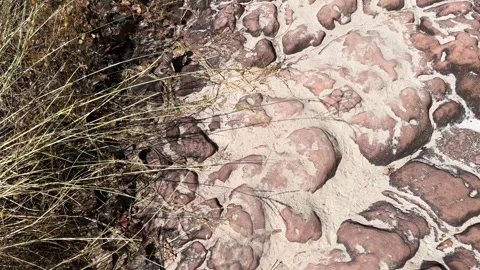 Windblown Grass Flowers On Texture Rocks Floor BG With Footmarks On The Sand Stock Footage 299805323
