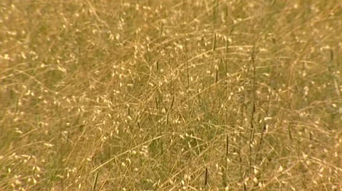 Windblown Grass Stock Footage 93656722