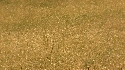 Windblown Grass Stock Footage 93816092