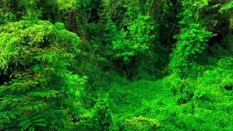 Windblown Green Leaves, Overgrown Creeping Plant and Trees with Butterflies Fly Stock Footage 323382053