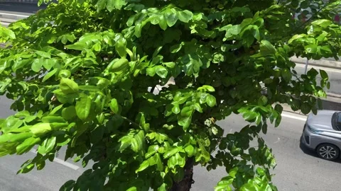 Windblown Green Leaves Of Tree On Traffic View Background At Bangkok, Thailand Stock Footage 276104769