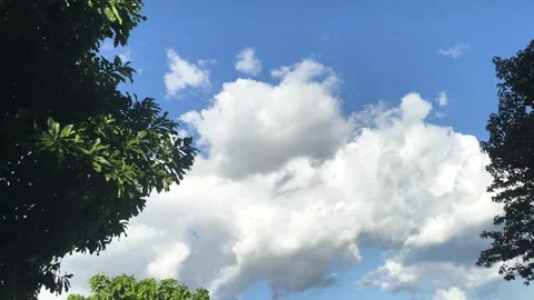 Windblown Green Trees And Treetop On Cloudy Blue Sky With Little Birds Fly Stock Footage 273658985