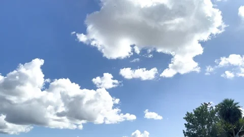 Windblown Green Trees With Light From Cloud, Street Light Pole Stock Footage 276758558