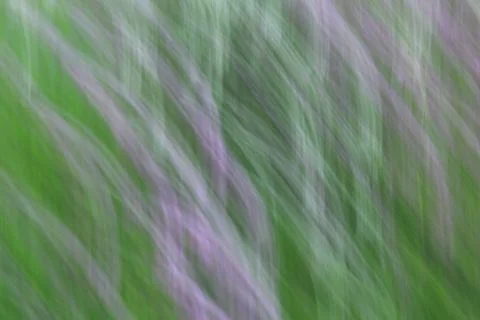 Windblown lavender Stock Photos