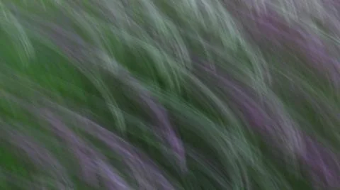 Windblown lavender Stock Photos