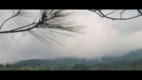 Windblown leaf branches with misty mountain background Stock Footage 292126613