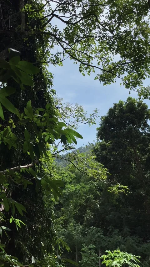 Windblown Leaves On Branches, Big Tree And Electric Lines Stock Footage 273659614