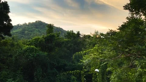 Windblown Leaves On Branches, Trees And Light Pole Stock Footage 273660190