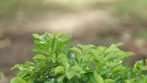 Windblown leaves Stock Footage 167535950