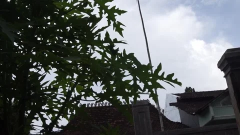 Windblown leaves Stock Footage 301242569