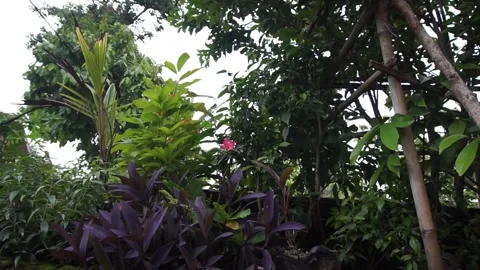 Windblown leaves Stock Footage 301244705