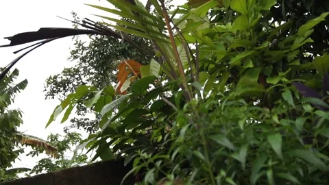 Windblown leaves Stock Footage 301244776