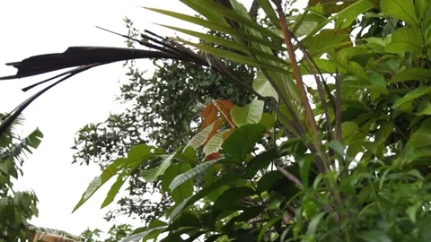 Windblown leaves Stock Footage 301244854