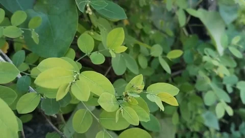 Windblown leaves in the garden Stock Footage 311320925