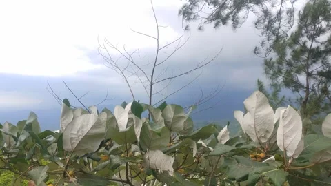 Windblown leaves in the mountain forest. Windblown leaves with mountain Stock Footage 277283104