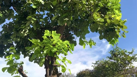 Windblown, Movement Of Green Leaves On The Big Tree Blue Sky Background Stock Footage 276758945