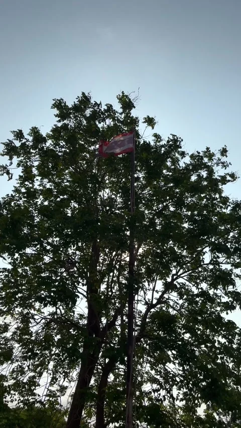 Windblown Old Thai Flag Pole And Silhouette Big Tree With Sunlight Stock Footage 274397235