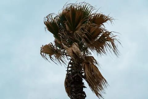 Windblown palm tree under overcast sky Foto stock
