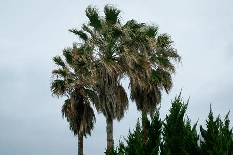 Windblown palm trees under overcast sky Foto stock