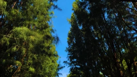 Windblown rows of green pine trees with sunlight and shadow on blue sky Stock Footage 313372384