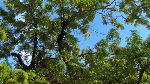 Windblown Tamarind Tree And Bird Flying On Bright Blue Sky Background Stock Footage 305225535