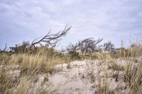 Windblown tree on the dunes Stock Photos