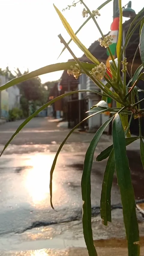 Windblown tree Stock Footage 205275127