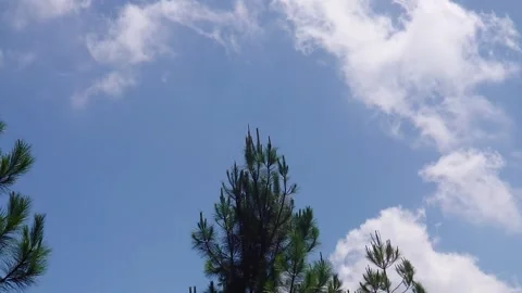 Windblown tree, swaying slowly against a blue sky Stock Footage 285951594