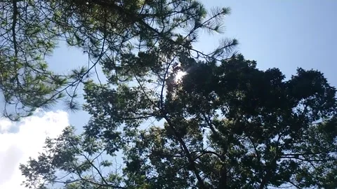 Windblown tree, swaying slowly against a blue sky 스톡 동영상 285951617