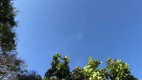 Windblown Trees and Treetop Frame On Blue Sky Blackground With Empty Space Stock Footage 276758535