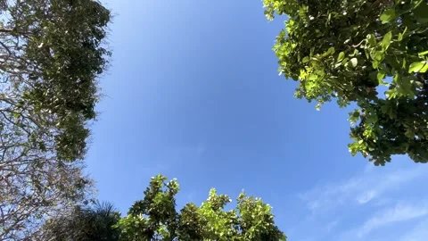 Windblown Trees and Treetop Frame With Light Clouds On Blue Sky Background Stock Footage 276758946