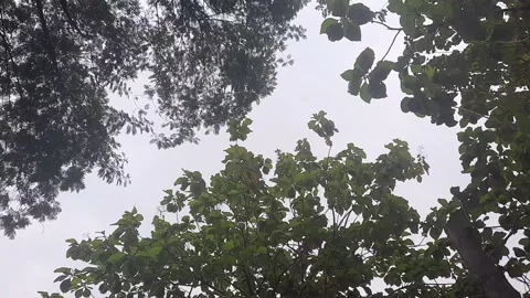 Windblown trees Stock Footage 313674135