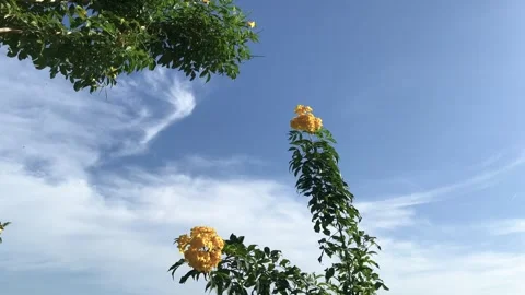 Windblown Yellow Bell Flower Plants On Light Cloudy Blue Sky Stock Footage 273658856