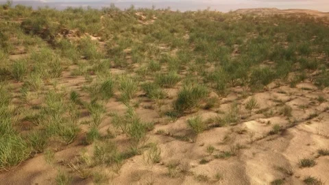Windbreak and sand-fixing desert oasis ecological improvement Stock Footage 325163905