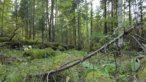 Windbreak in the forest 動画素材 159664777