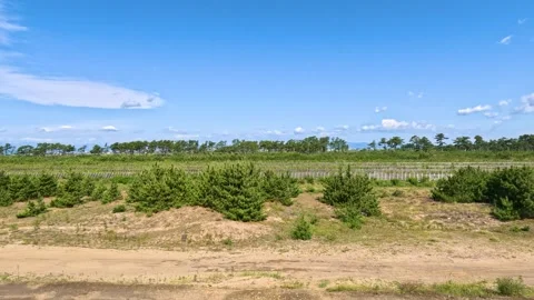 A windbreak forest leading to the seaside Stock Footage 243471780
