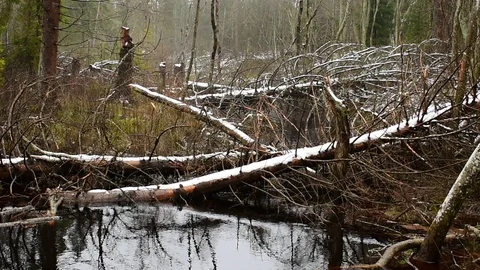 Windbreak on a forest river, close-up Vidéo 119482164