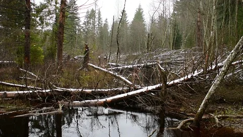 Windbreak on a forest river Vidéo 119482161