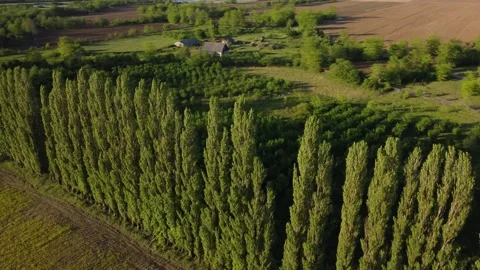 Windbreak Trees And Farm at Sunset Stock Footage 168954564
