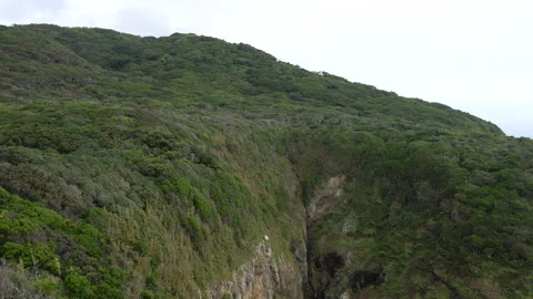 Windbreak trees Stock Footage 158657258