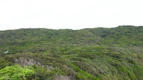 Windbreak trees Stock Footage 158657640